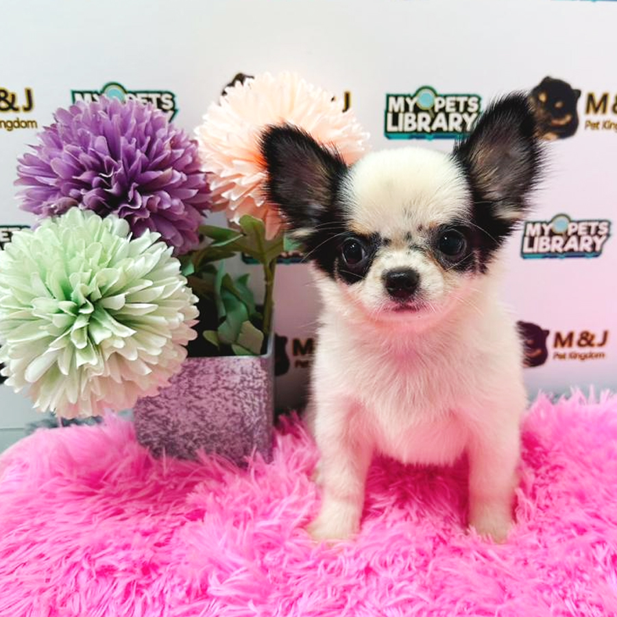 Chihuahua Puppy (Female) For Sale