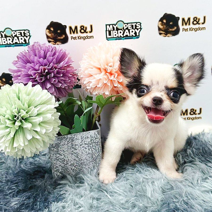 Chihuahua Puppy (Male) For Sale