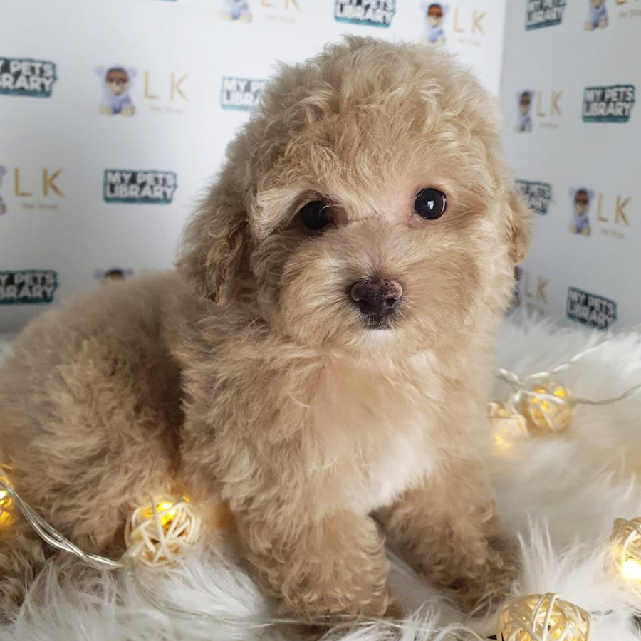 Toy Poodle Puppy (Male) For Sale