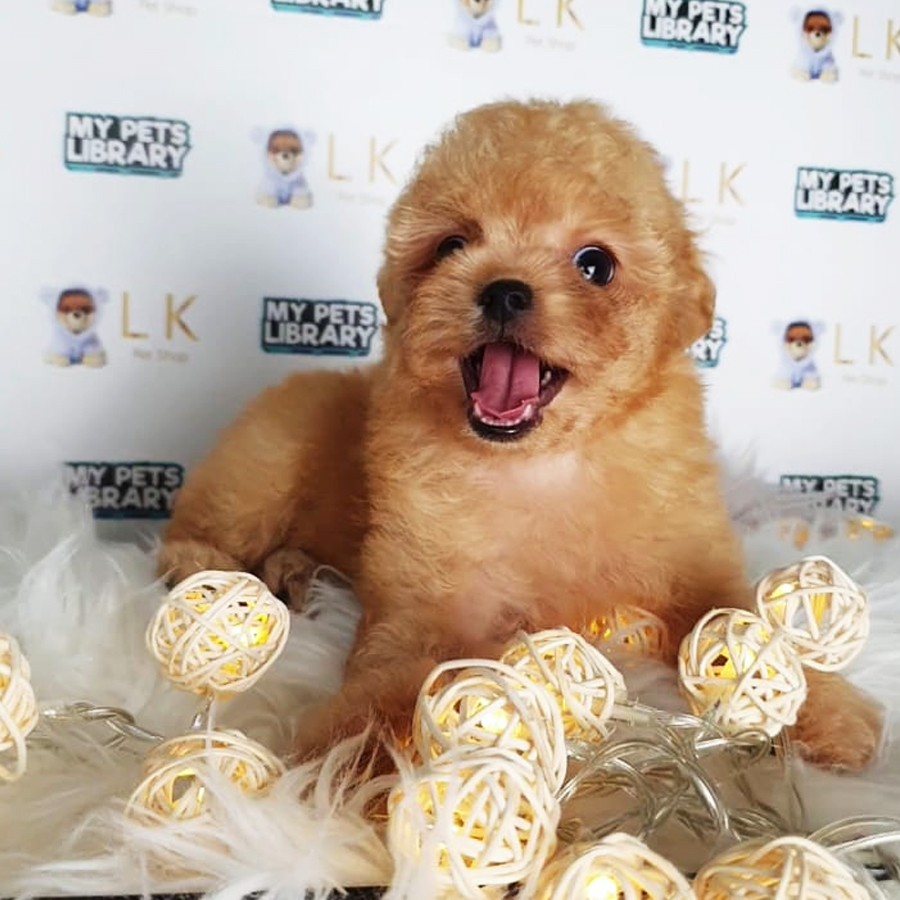 Toy Poodle Puppy (Female) For Sale