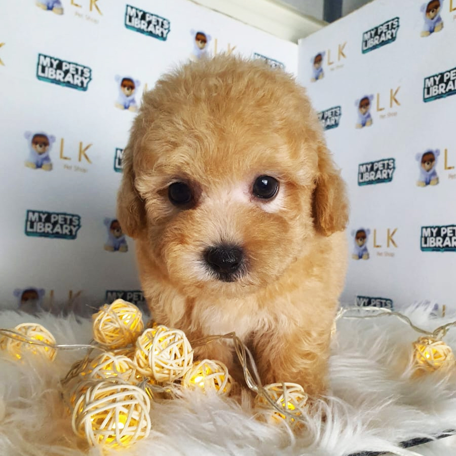 Toy Poodle Puppy (Male) For Sale