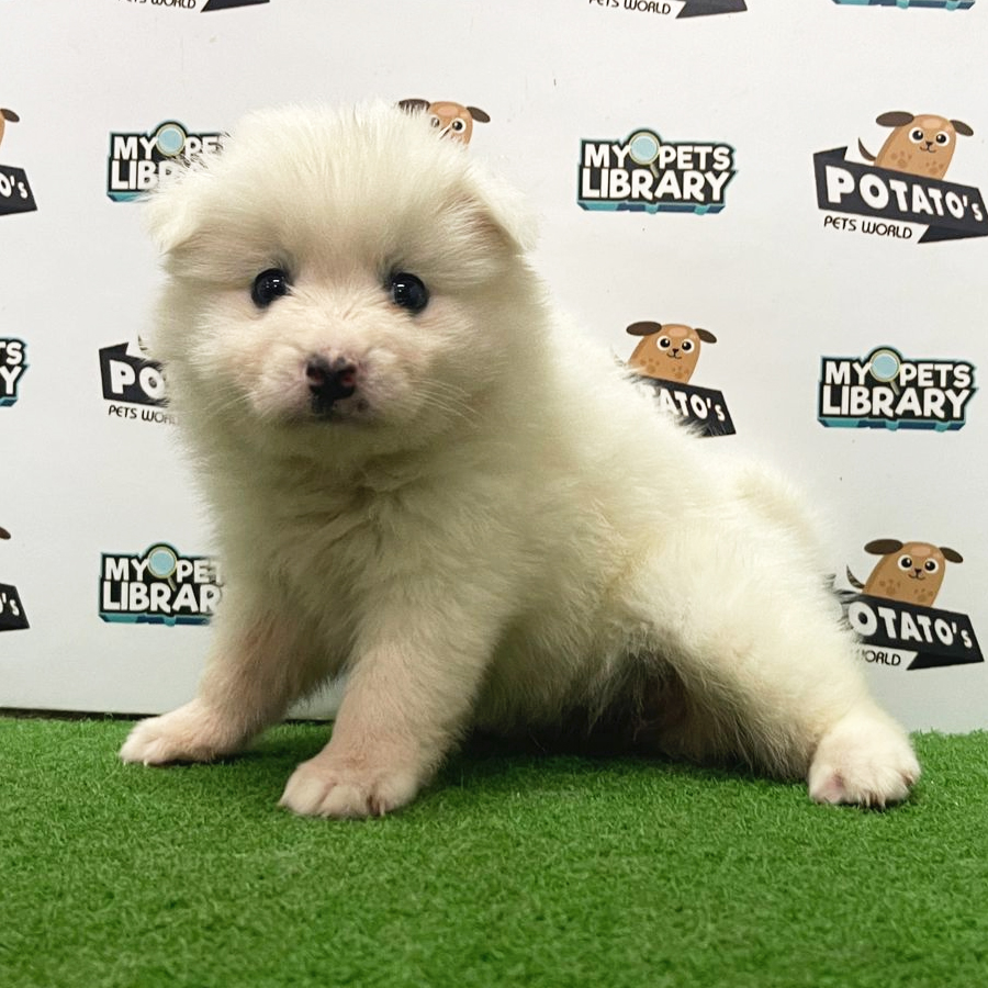 Japanese Spitz Puppy (Female) For Sale