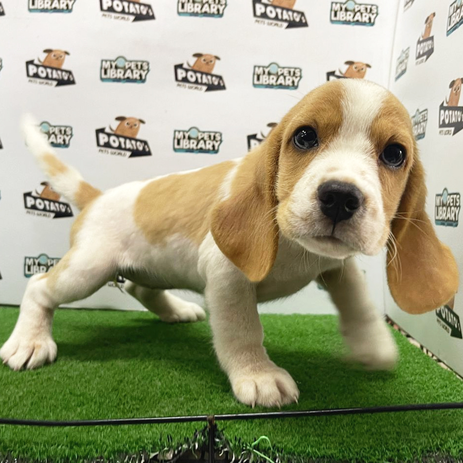 Beagle Puppy (Female) For Sale