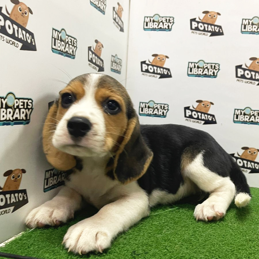 Beagle Puppy (Female) For Sale