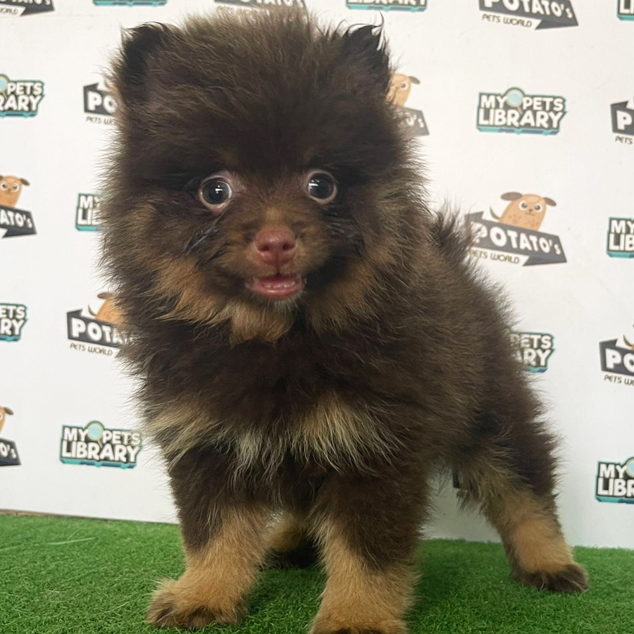 Pomeranian Puppy (Female) For Sale
