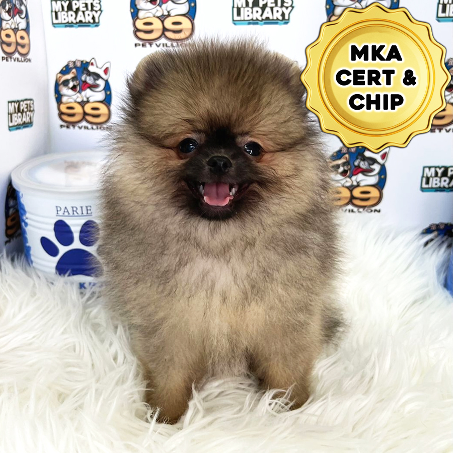 MKA Pomeranian Puppy (Male) For Sale