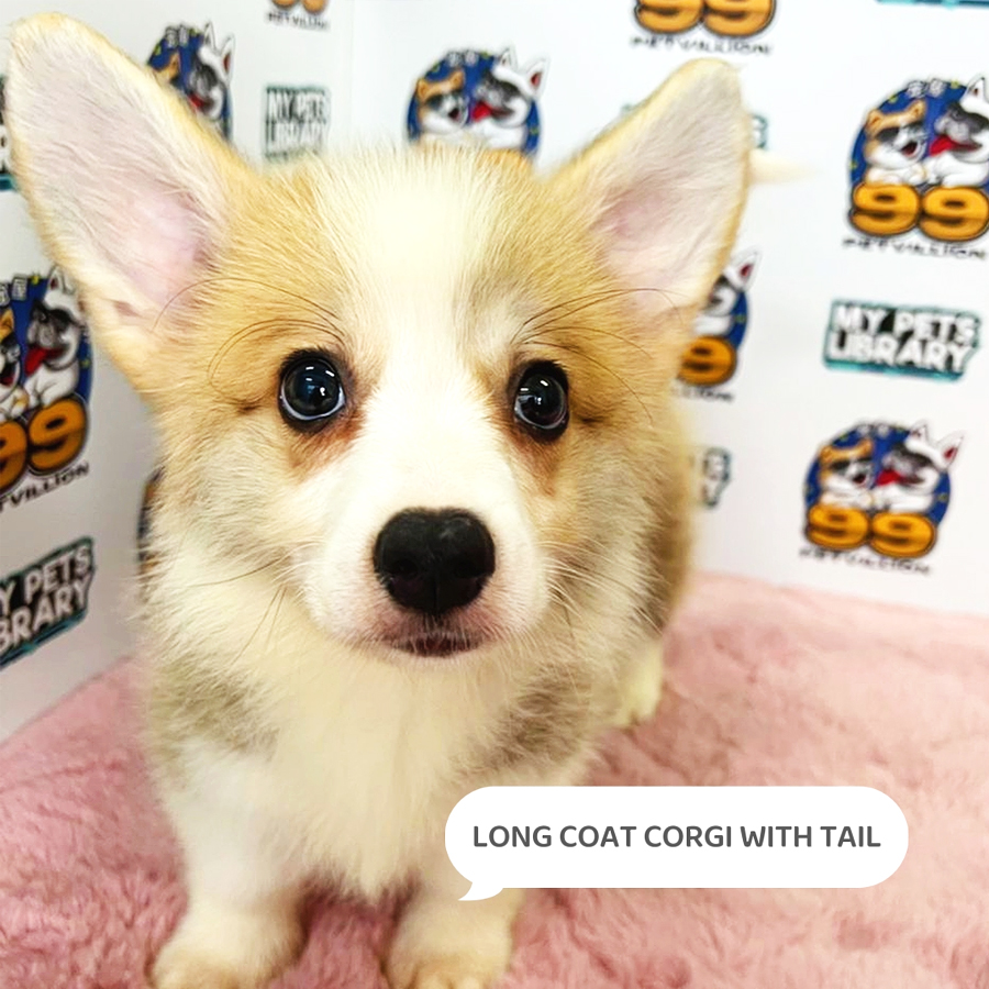 Long Coat Welsh Corgi Puppy (Male) For Sale
