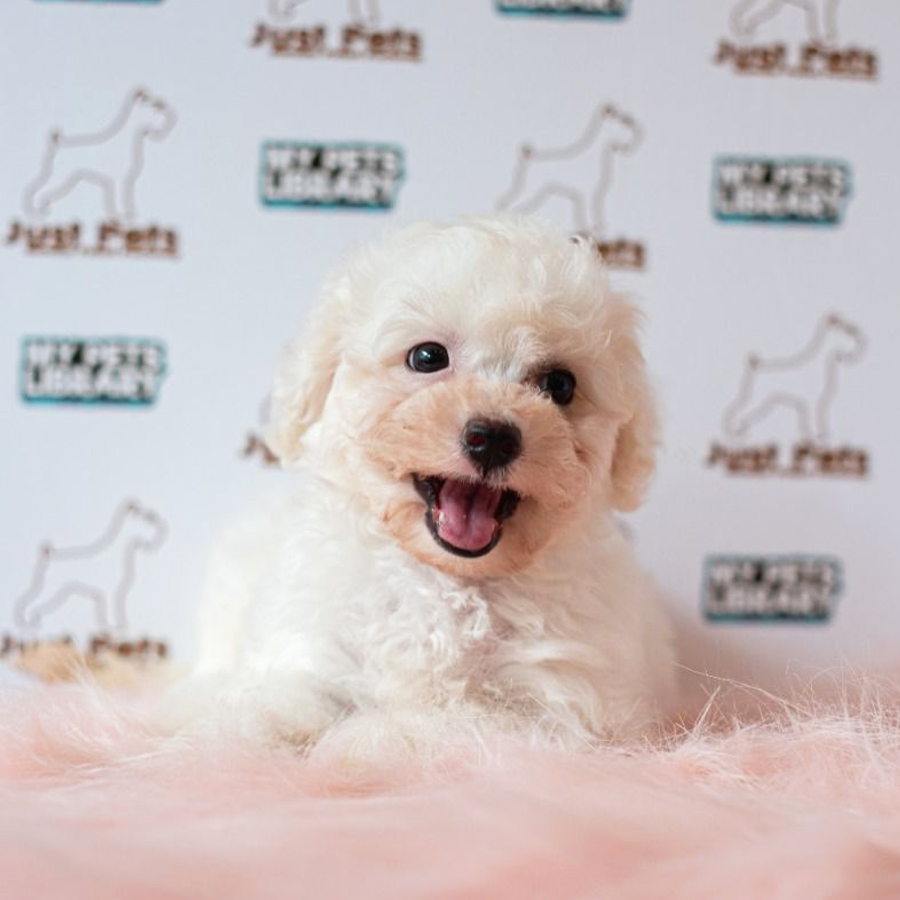 Toy Poodle Puppy (Male) For Sale
