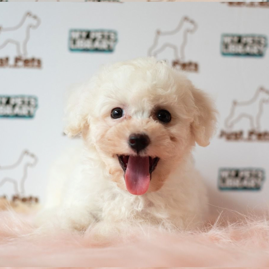 Toy Poodle Puppy (Female) For Sale