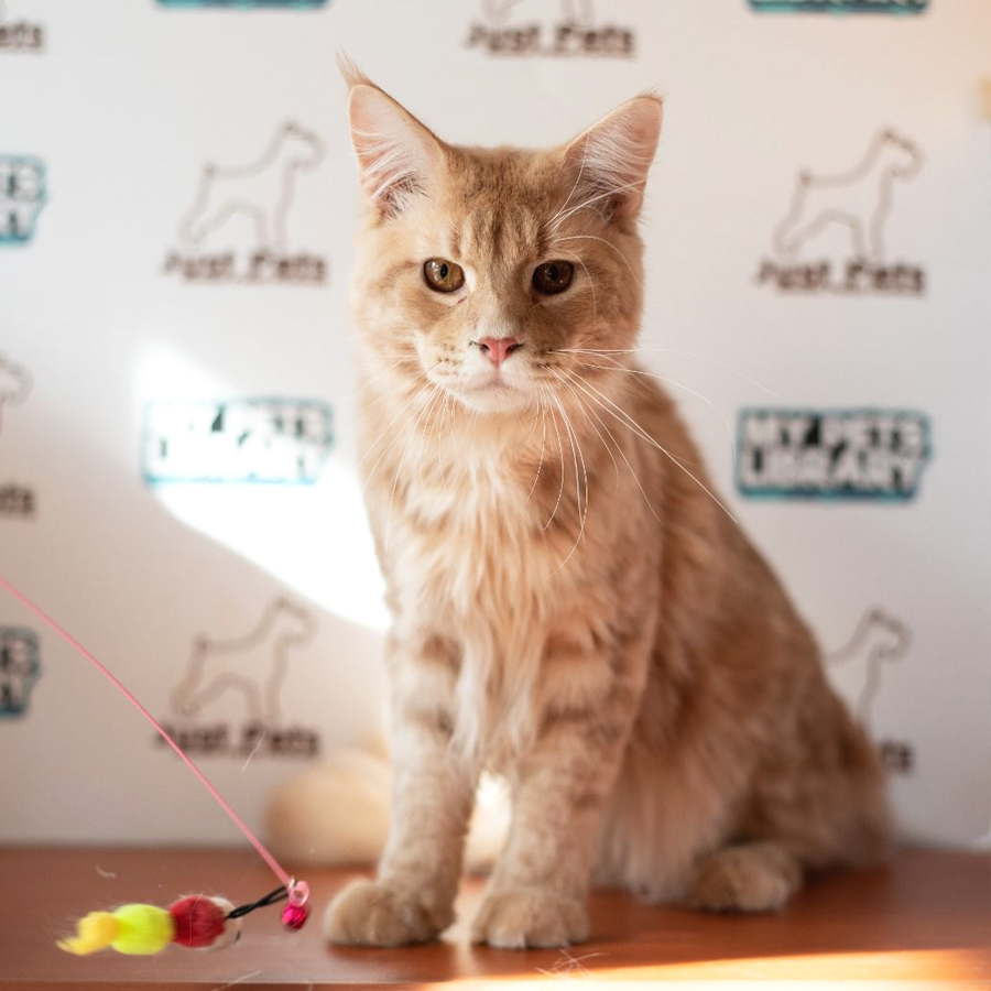 Mainecoon Kitten (Male) For Sale