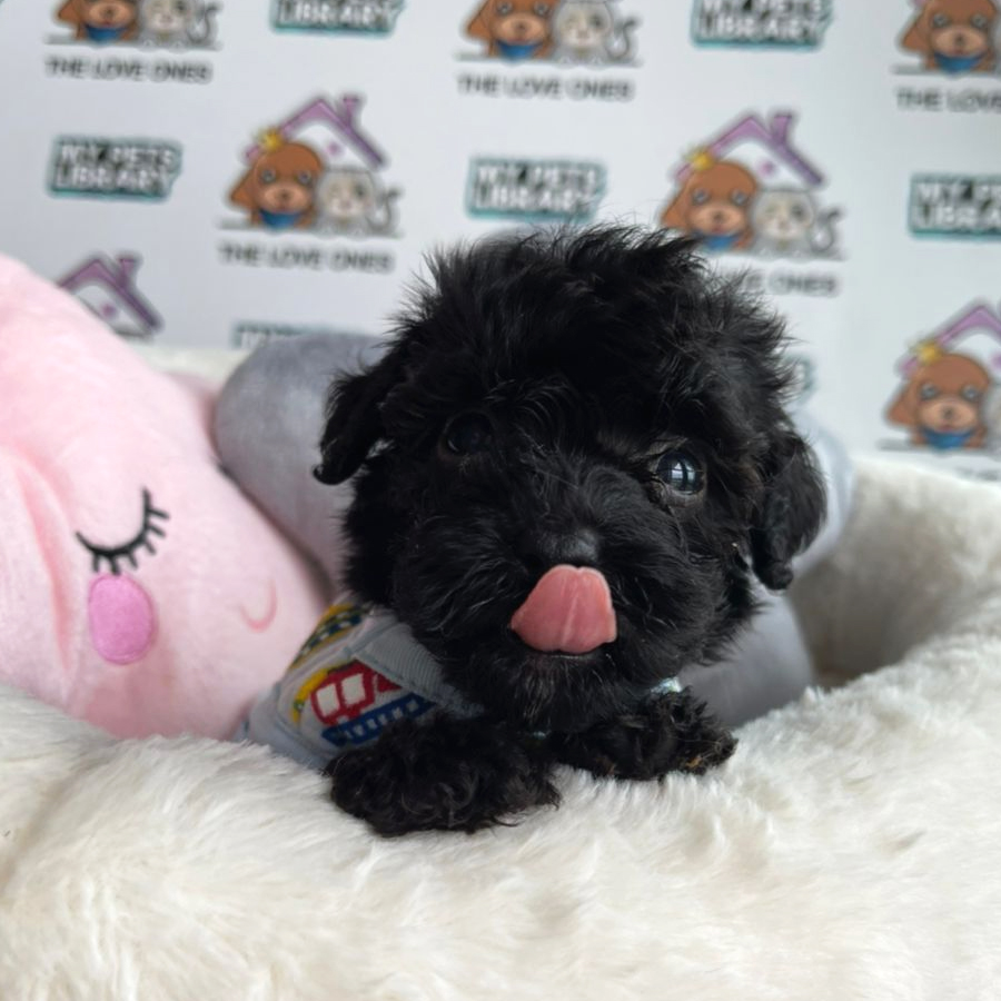 Tiny Poodle Puppy (Male) For Sale