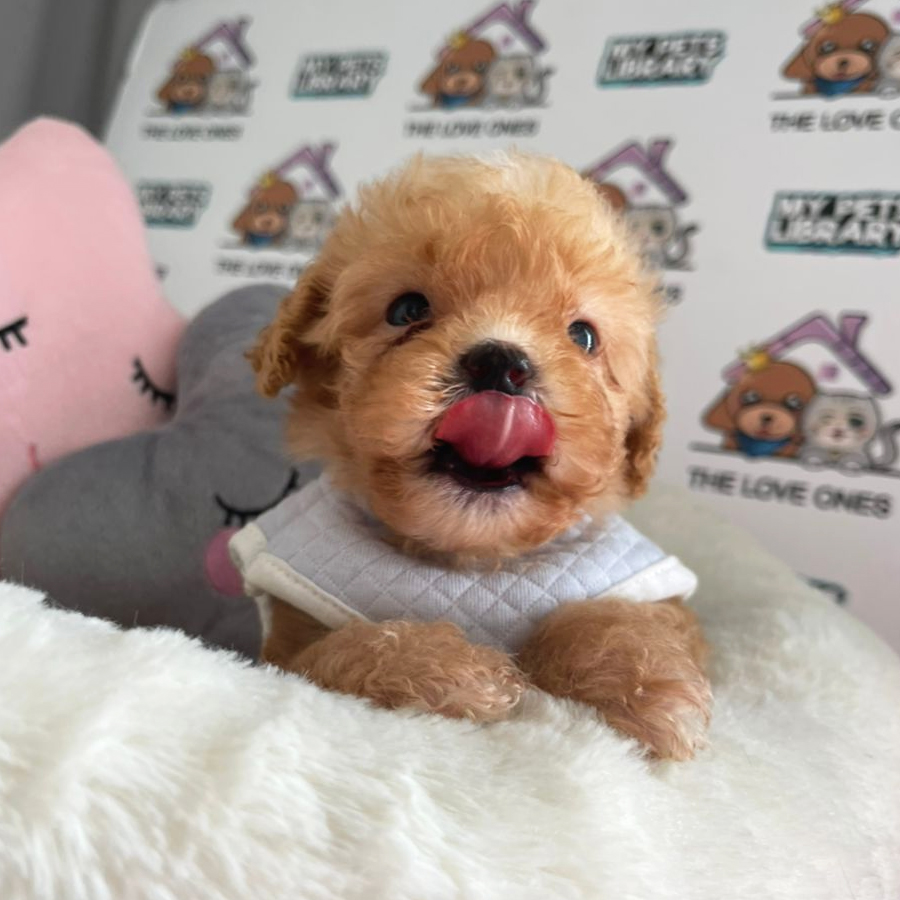 Tiny Poodle Puppy (Male) For Sale