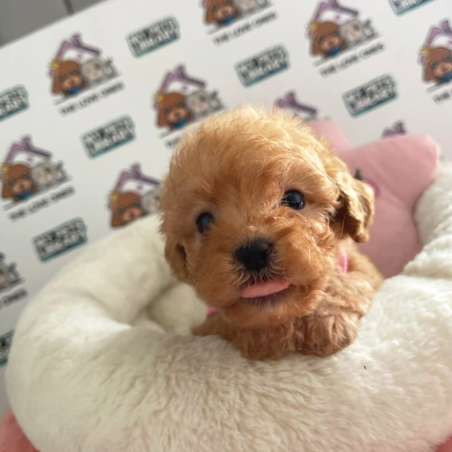 Tiny Poodle Puppy (Female) For Sale