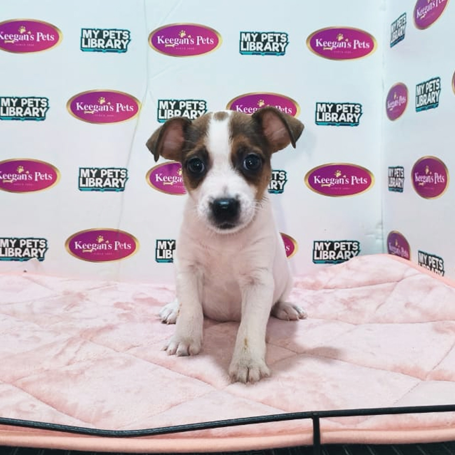 MKA Jack Russell Puppy (Female) For Sale