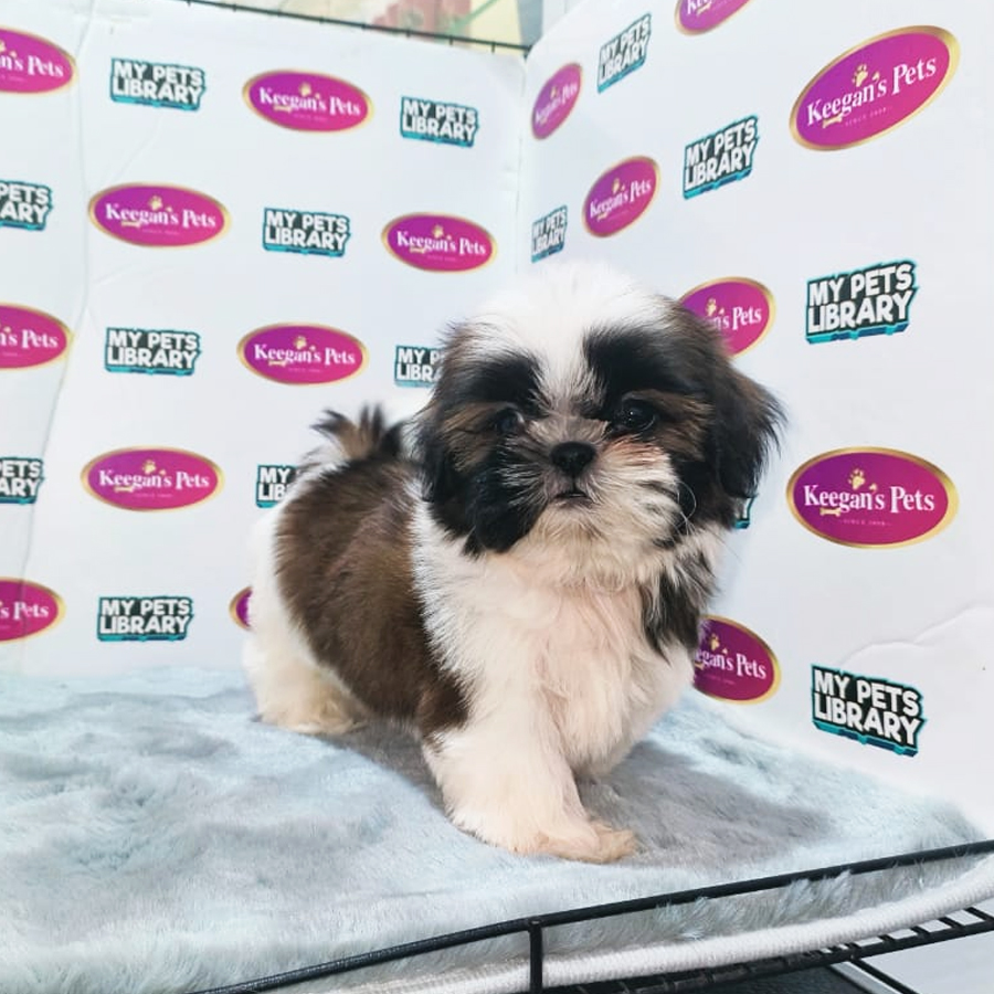 MKA Shih Tzu Puppy (Female) For Sale