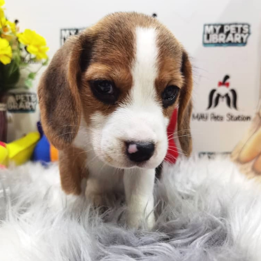 Beagle Puppy (Male) For Sale