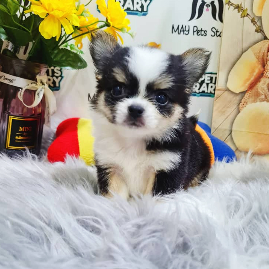 Long Coat Chihuahua Puppy (Male) For Sale