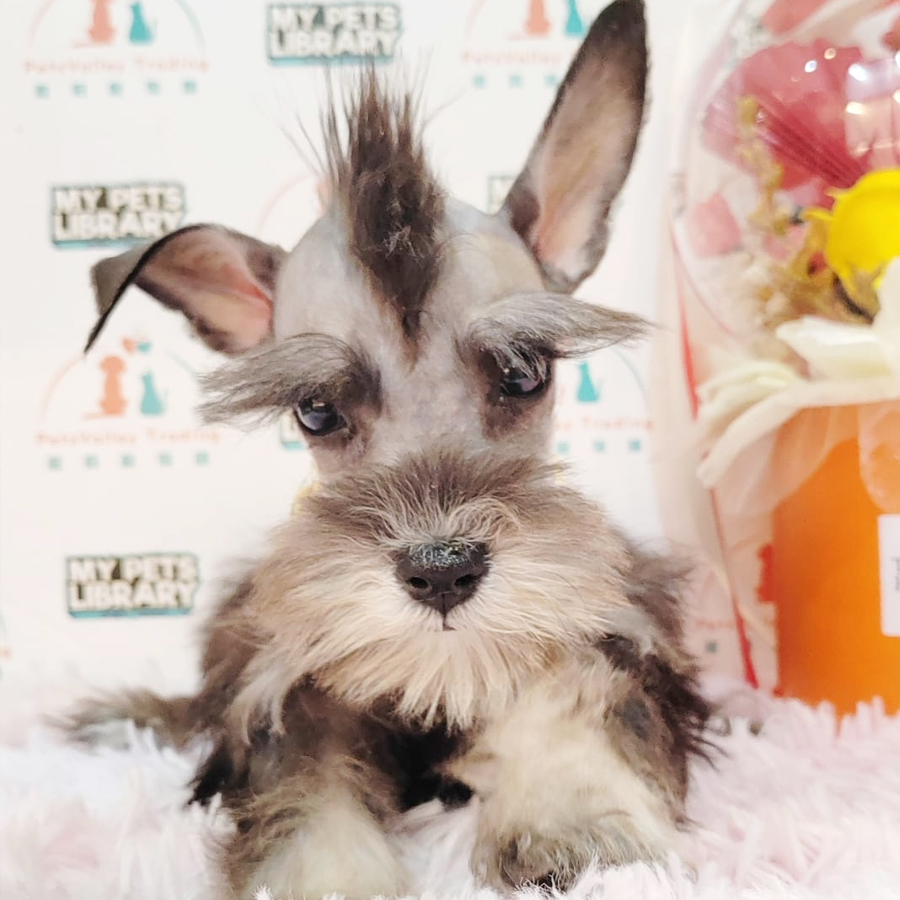 Mini Schnauzer Puppy (Male) For Sale