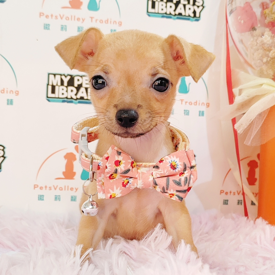 Chihuahua Puppy (Female) For Sale