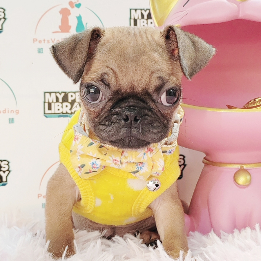 Pug Puppy (Male) For Sale