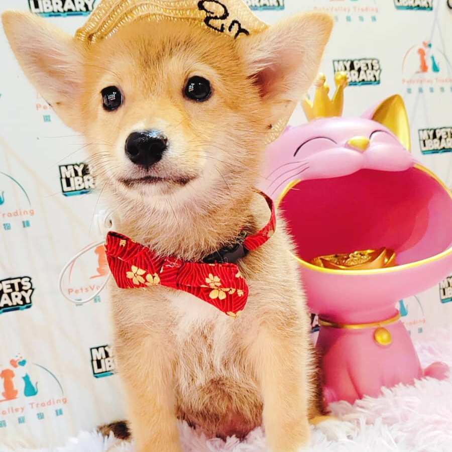 Shiba Inu Puppy (Female) For Sale