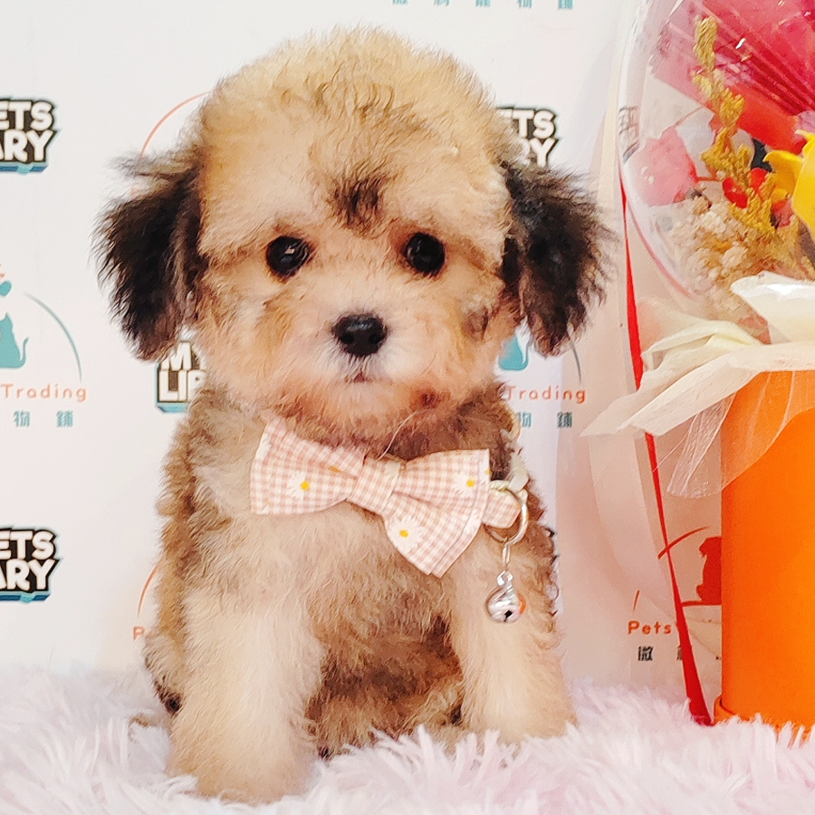 Toy Poodle Puppy (Female) For Sale