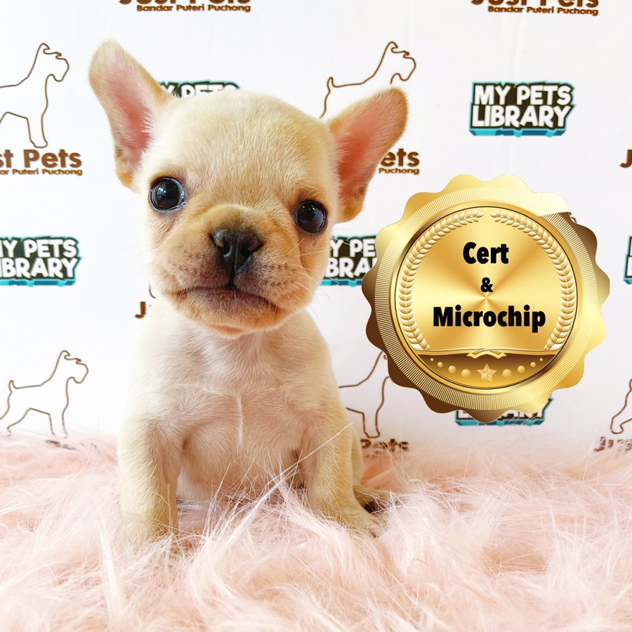 MKA French Bulldog Puppy (Male) For Sale