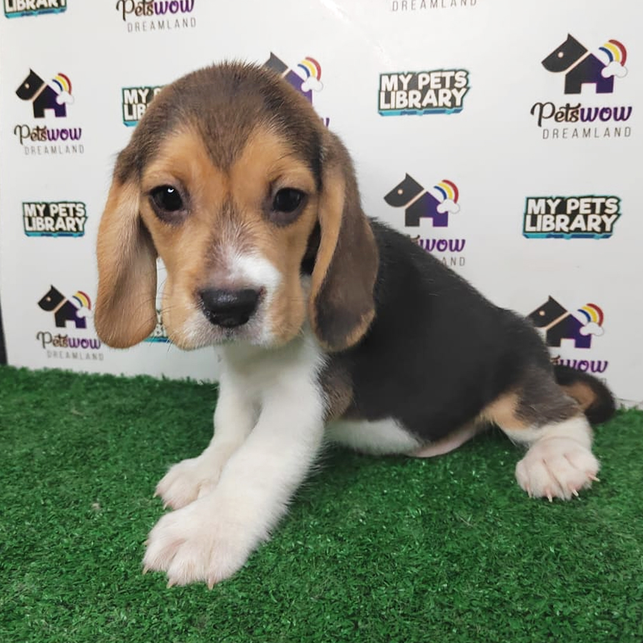 Beagle Puppy (Male) For Sale