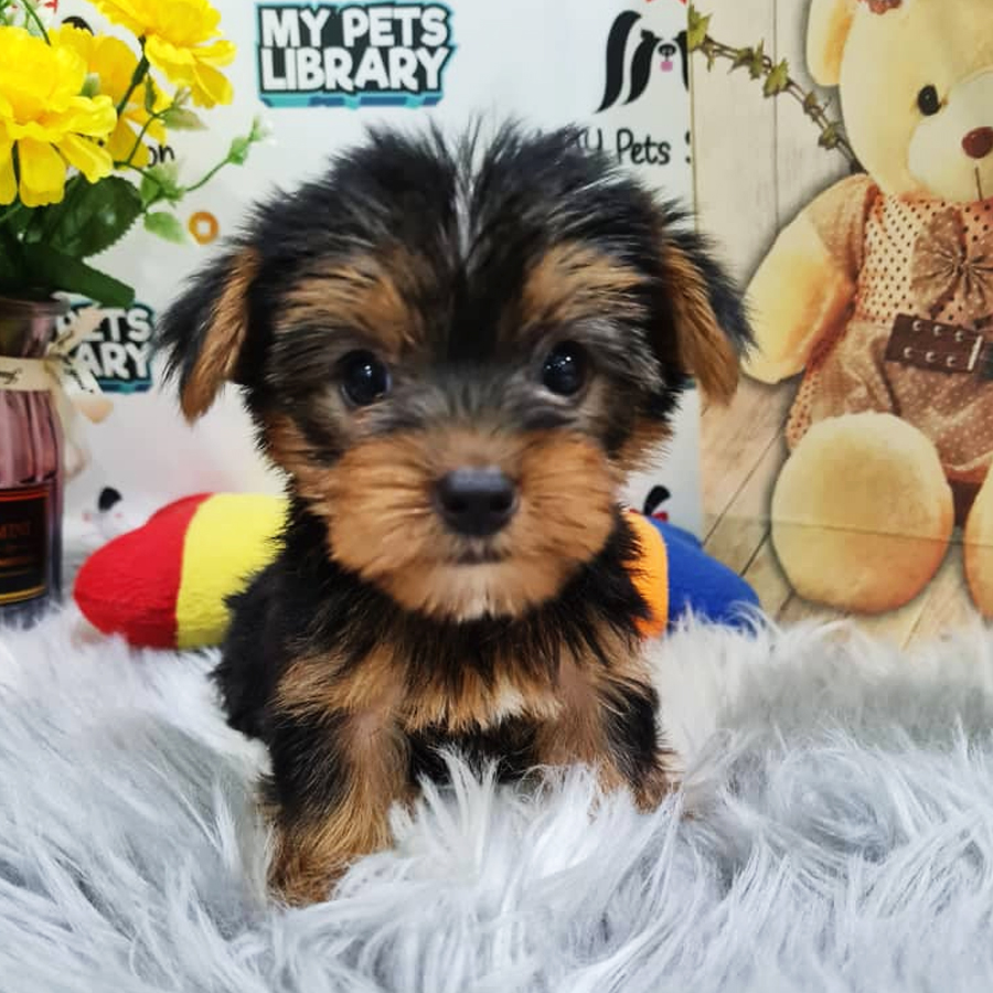 Yorkshire Terrier Puppy (Female) For Sale