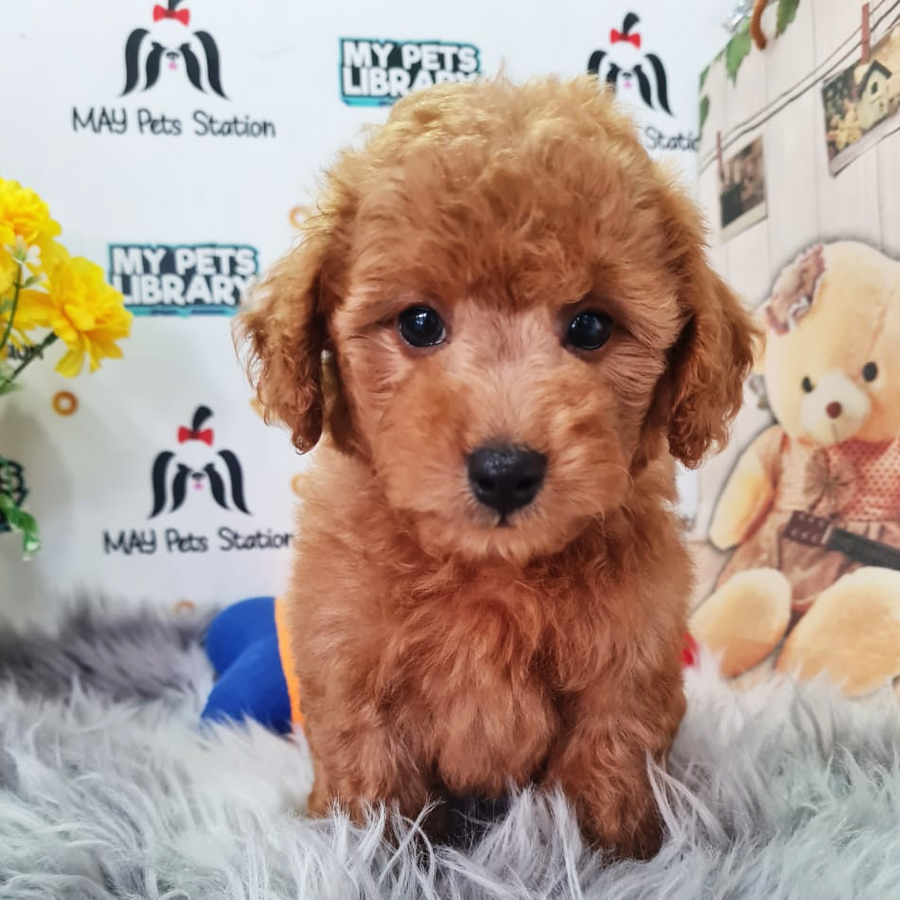 Toy Poodle Puppy (Male) For Sale