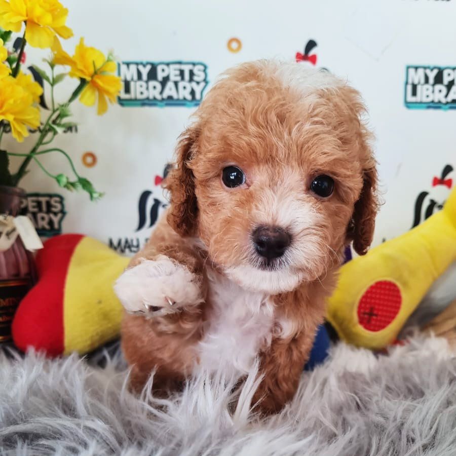 Toy Poodle Puppy (Male) For Sale