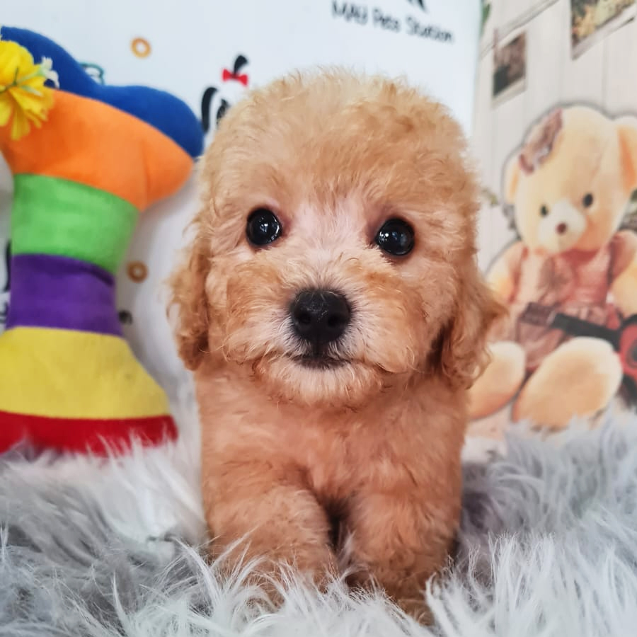 Toy Poodle Puppy (Female) For Sale