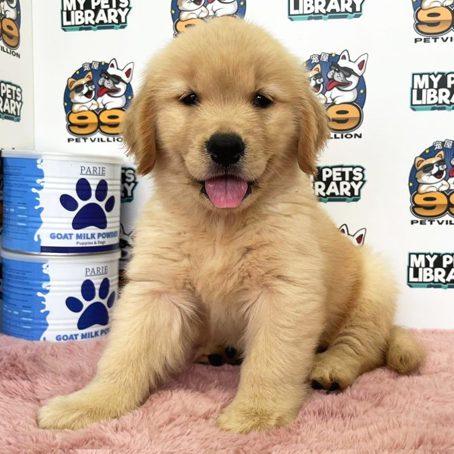 Golden Retriever Puppy (Female) For Sale