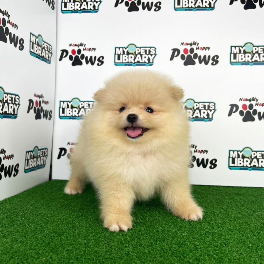 Pomeranian Puppy (Male) For Sale