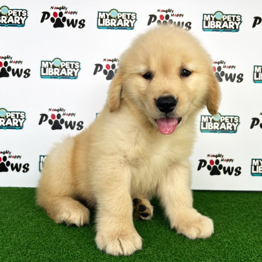 Golden Retriever Puppy (Male) For Sale
