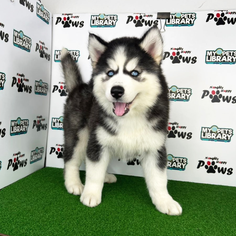 Wooly Husky Puppy (Female) For Sale
