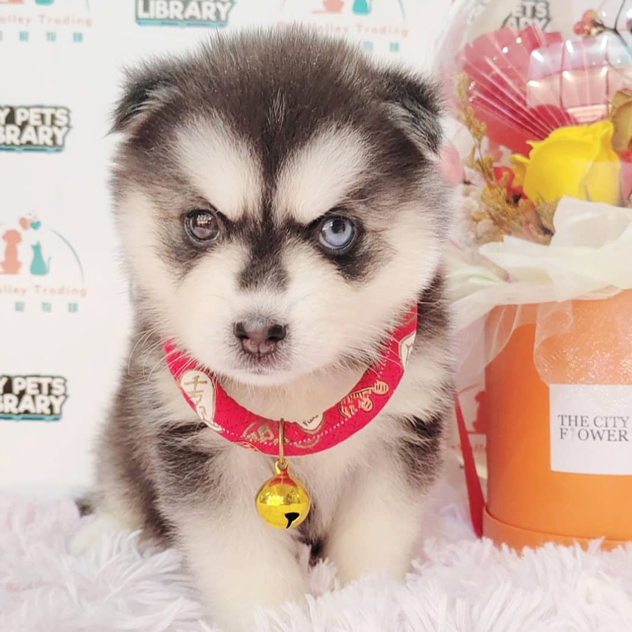 Pomsky Puppy (Female) For Sale