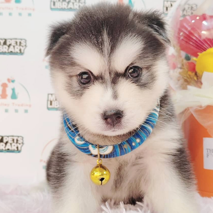 Pomsky Puppy (Male) For Sale