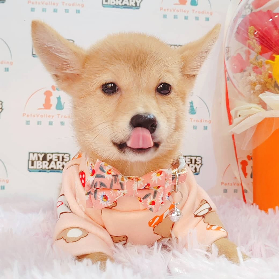 Shiba Inu Puppy (Female) For Sale