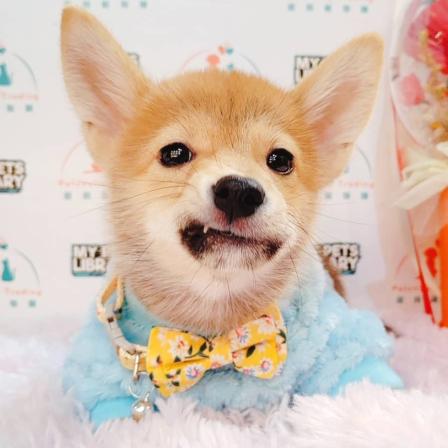 Shiba Inu Puppy (Male) For Sale