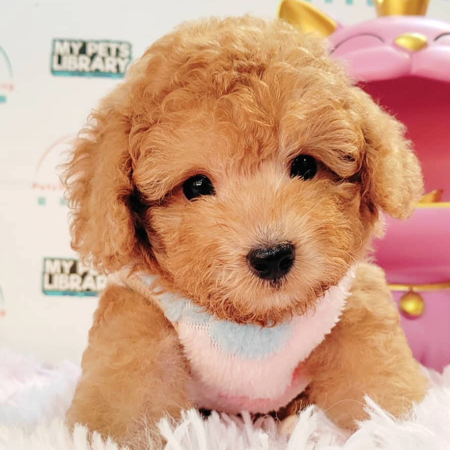 Toy Poodle Puppy (Male) For Sale