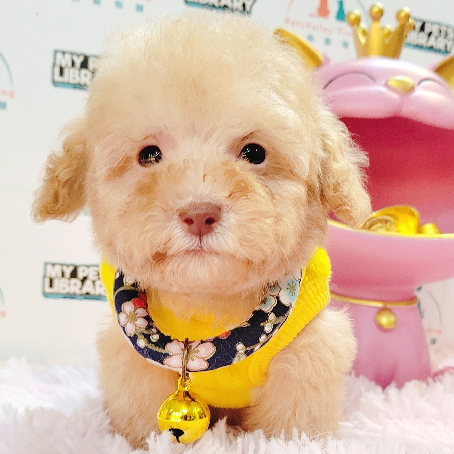 Maltipoo Puppy (Male) For Sale