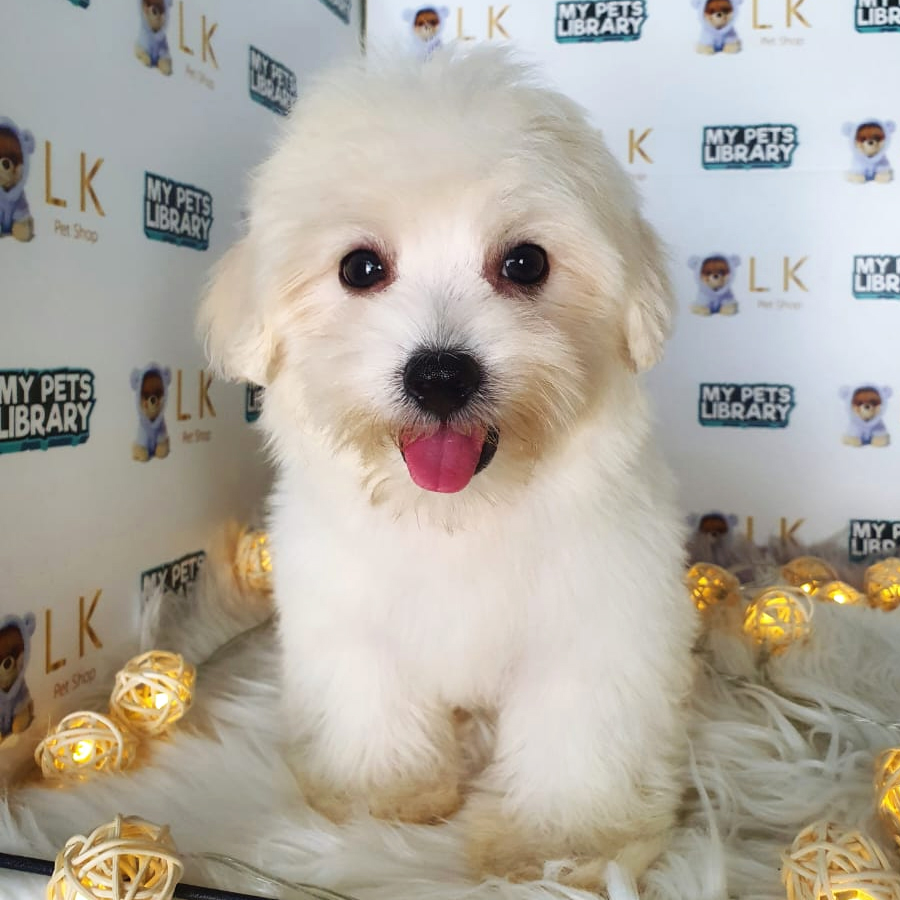 Maltipoo Puppy (Male) For Sale