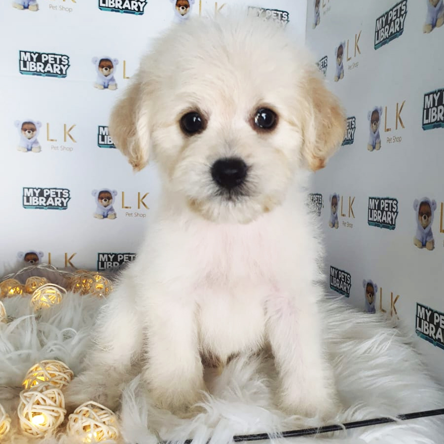 Maltipoo Puppy (Male) For Sale