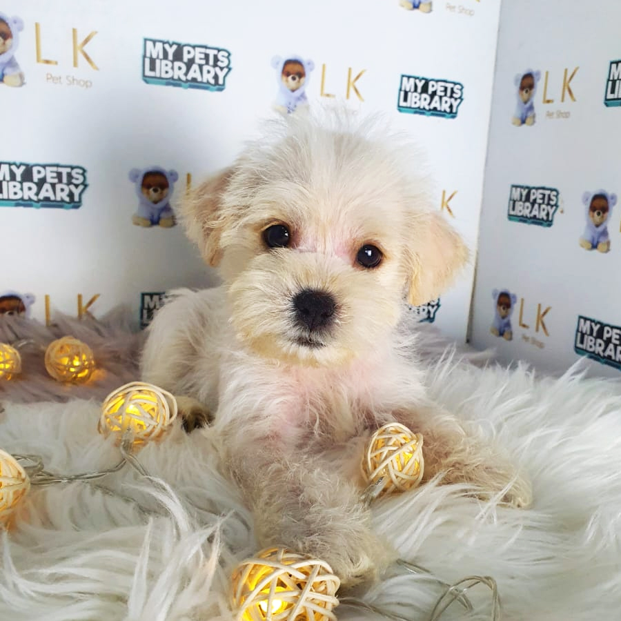 Maltipoo Puppy (Female) For Sale