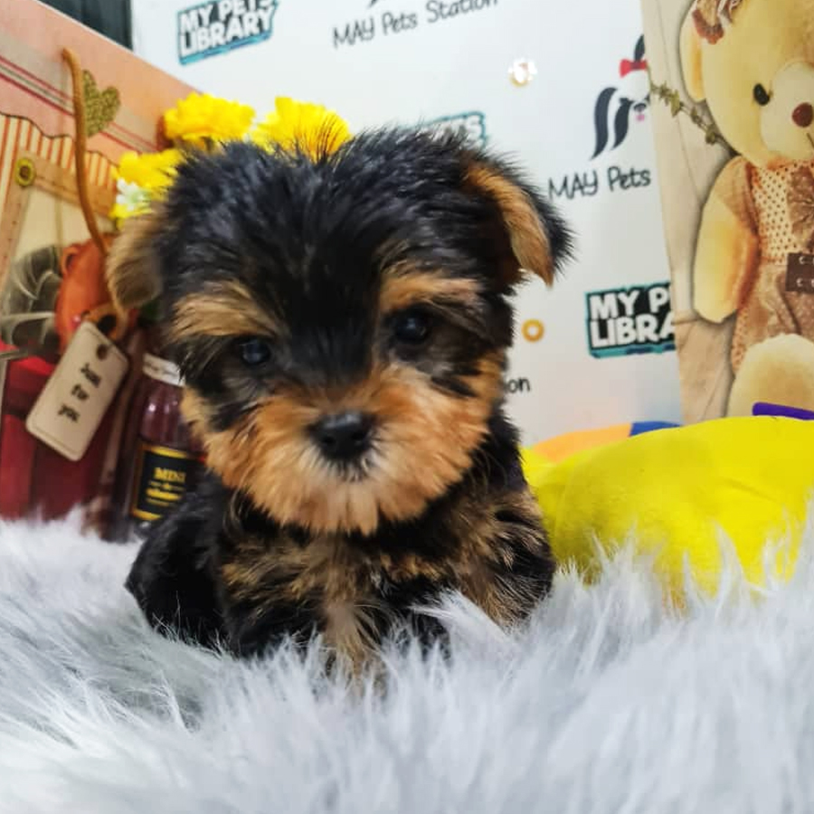 Yorkshire Terrier Puppy (Male) For Sale