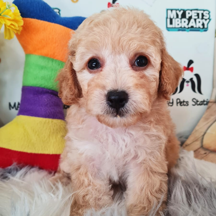 Toy Poodle Puppy (Male) For Sale