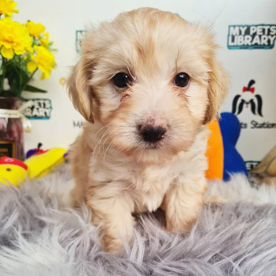 Schnauzer Mix Poodle Puppy (Female) For Sale