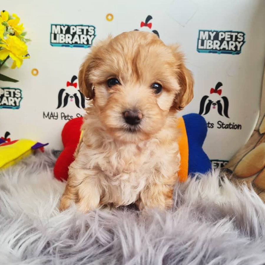 Schnauzer Mix Poodle Puppy (Female) For Sale