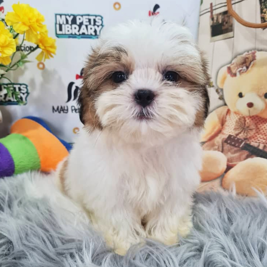 Shih Tzu Puppy (Female) For Sale